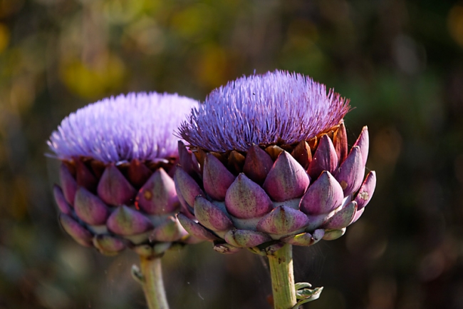 Chateau du Champ de Bataille-077